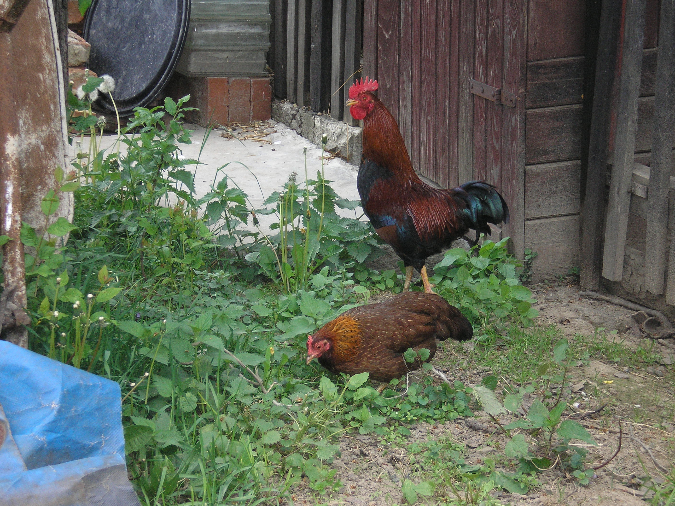 P1010436.JPG
